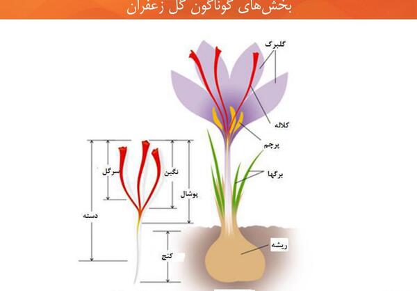 عکس کلاله زعفران