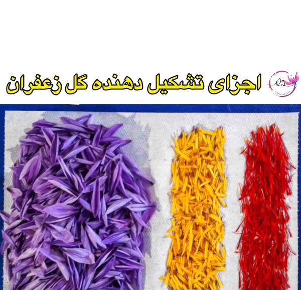 عکس کلاله زعفران