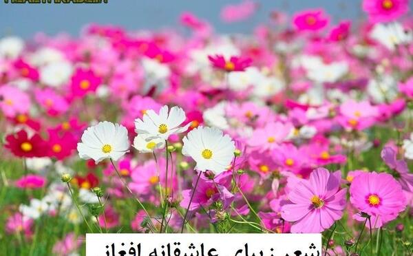 عکس های افغانی عاشقانه