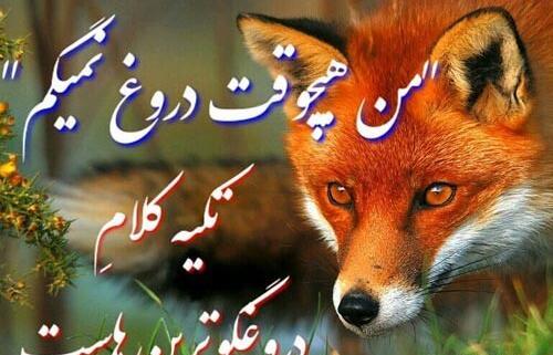 عکس پروفایل آدمای روباه صفت