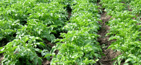 عکس کاشت سیب زمینی