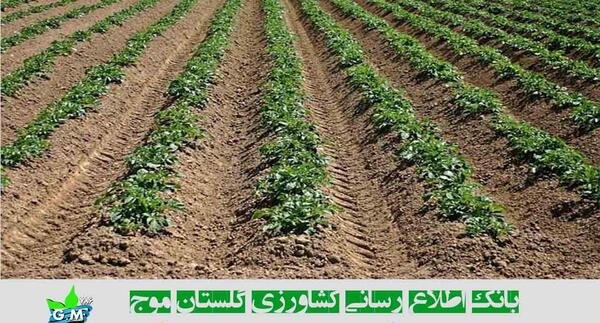 عکس کاشت سیب زمینی