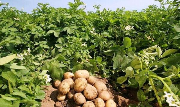 عکس کاشت سیب زمینی