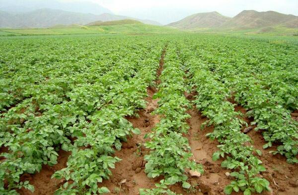 عکس کاشت سیب زمینی
