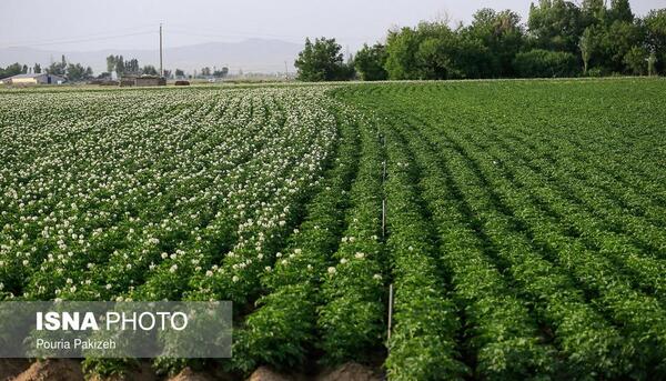 عکس کاشت سیب زمینی