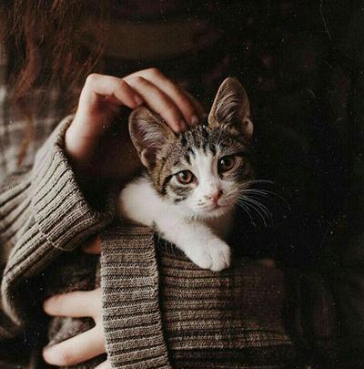 عکس گربه شیک برای پروفایل
