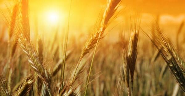 عکس گندم زار برای پروفایل