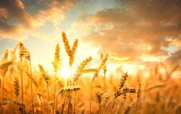 عکس گندم زار برای پروفایل
