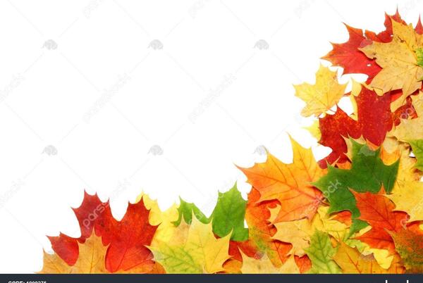 عکس برگ کوچک پاییزی
