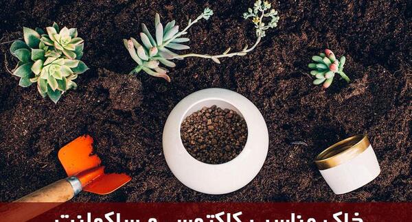 عکس خاک مناسب کاکتوس