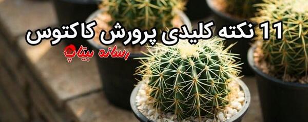 عکس خاک مناسب کاکتوس