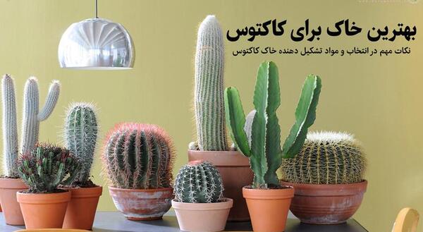 عکس خاک مناسب کاکتوس