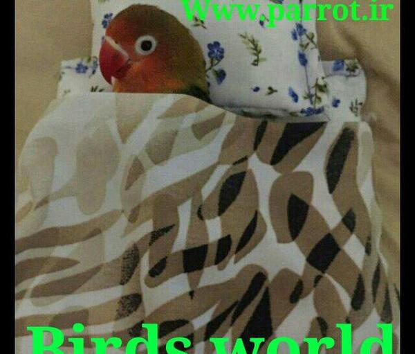عکس طوطی برزیلی کوتوله