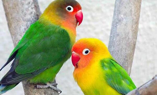 عکس طوطی برزیلی کوتوله