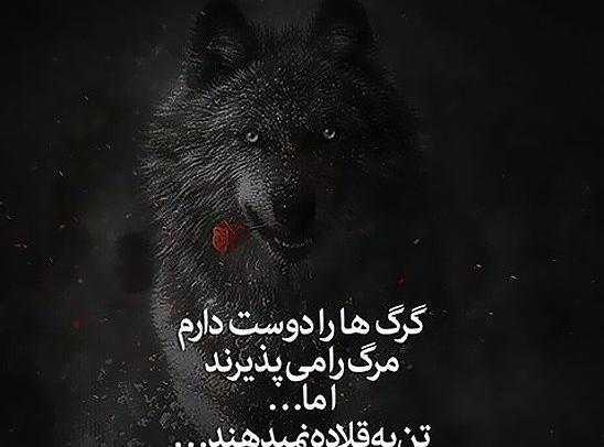 عکس گرگ با متن سنگین