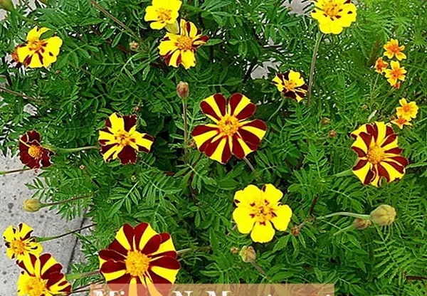 عکس گل ریش