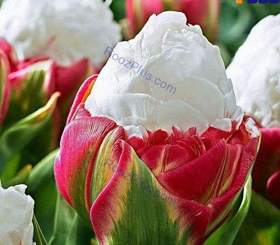 عکس گل ریش