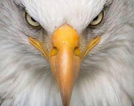 عکس عقاب کله سفید