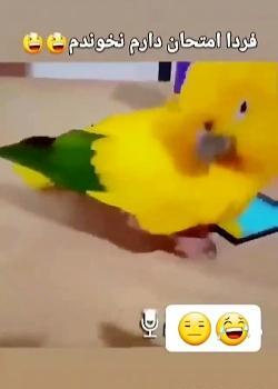 عکس طنز فردا شنبه است