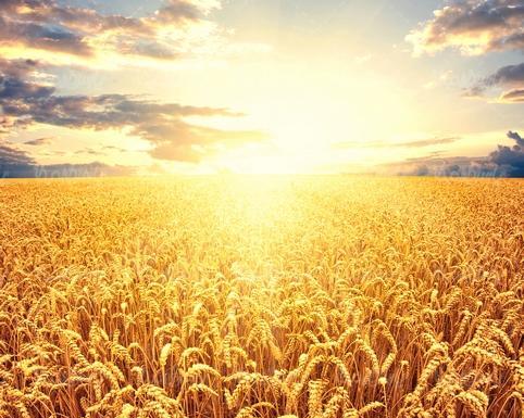 عکس گندم زار برای بک گراند