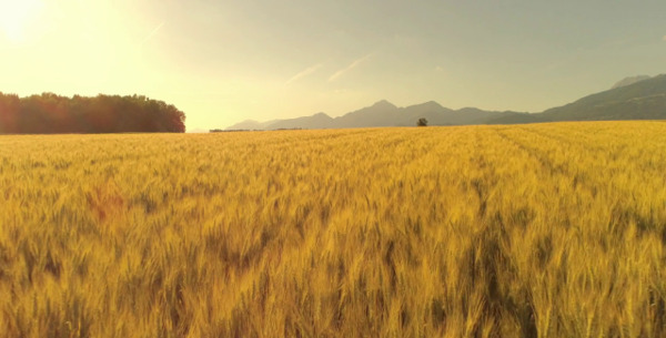 عکس گندم زار برای بک گراند