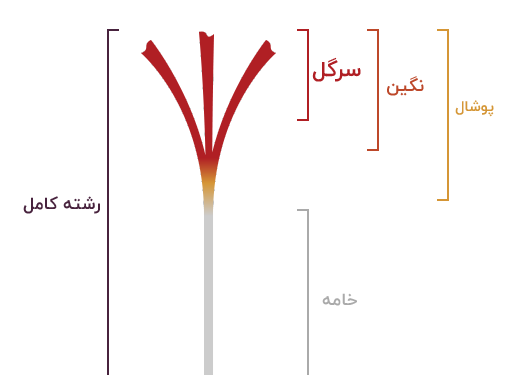 عکس انواع زعفران