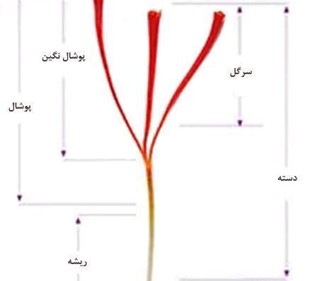 عکس انواع زعفران