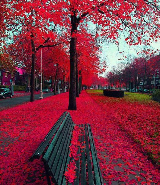 عکس پاییز هلند