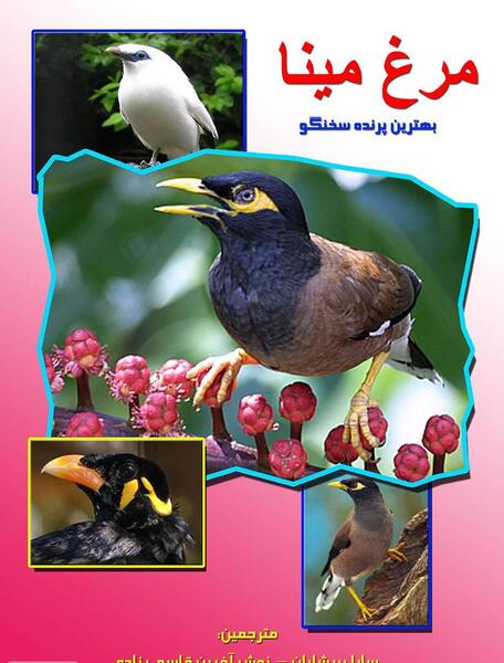 عکس مرغ مینا