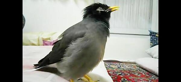 عکس مرغ مینا