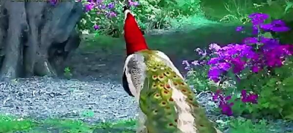 عکس و فیلم طاووس