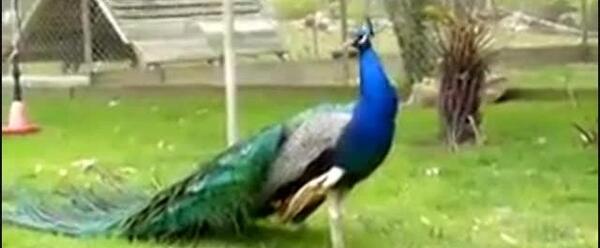 عکس و فیلم طاووس