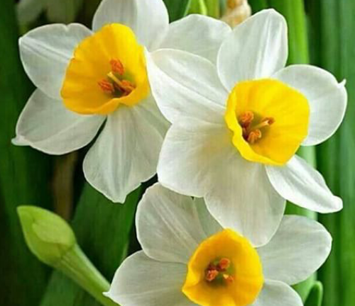 عکس گل نرگس شیرازی
