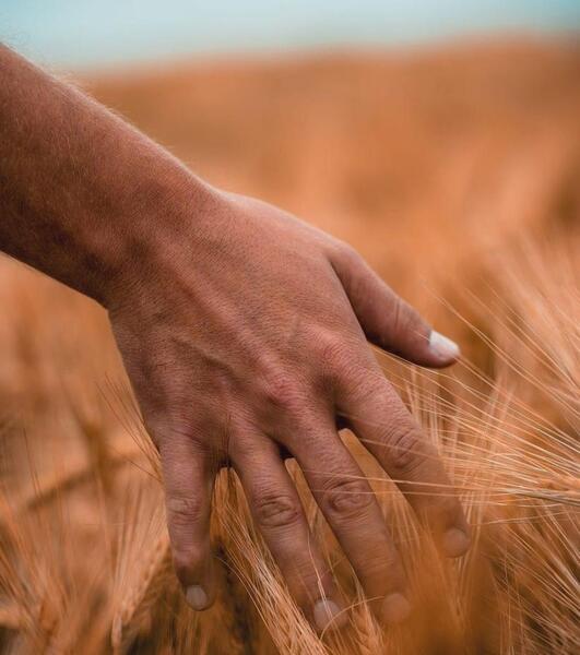 عکس گندم زار غمگین