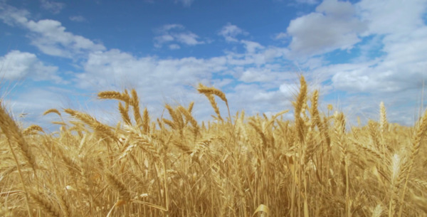 عکس گندم زار غمگین