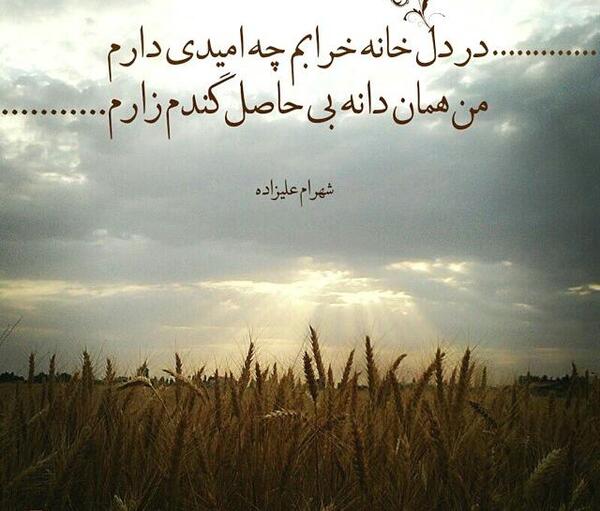 عکس گندم زار غمگین
