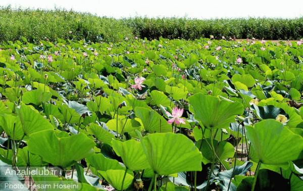 عکس جاهای دیدنی صومعه سرا