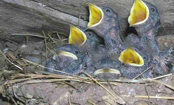 عکس بچه پرستو