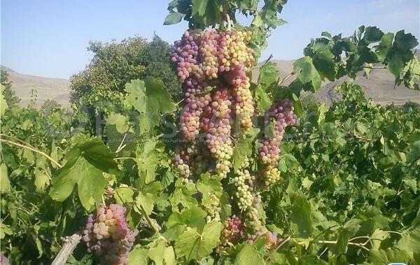 عکس روستای زرشک