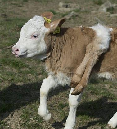 عکس گاو از پشت
