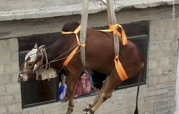 عکس گاو از پشت