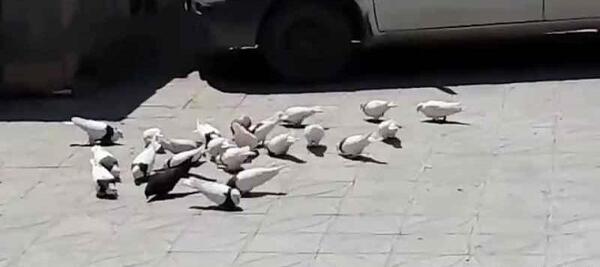 عکس بهروز وثوقی با کفتر