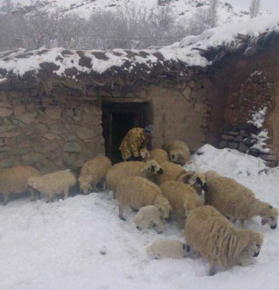 عکس از طبیعت رابر