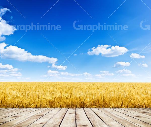 عکس پس زمینه گندم زار