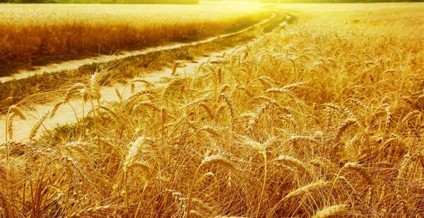 عکس پس زمینه گندم زار