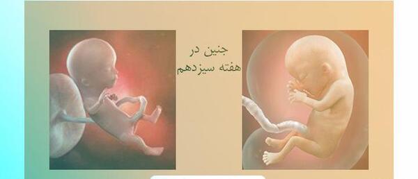 عکس جنین درحال رشد