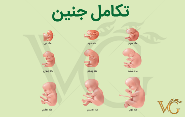 عکس جنین درحال رشد