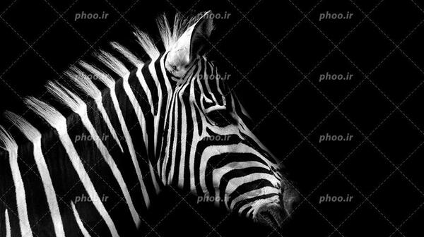 عکس سیاه سفید برای بک گراند