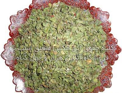 عکس از آویشن شیرازی