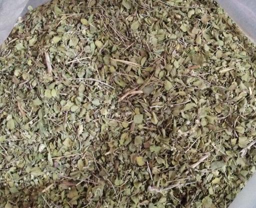 عکس از آویشن شیرازی